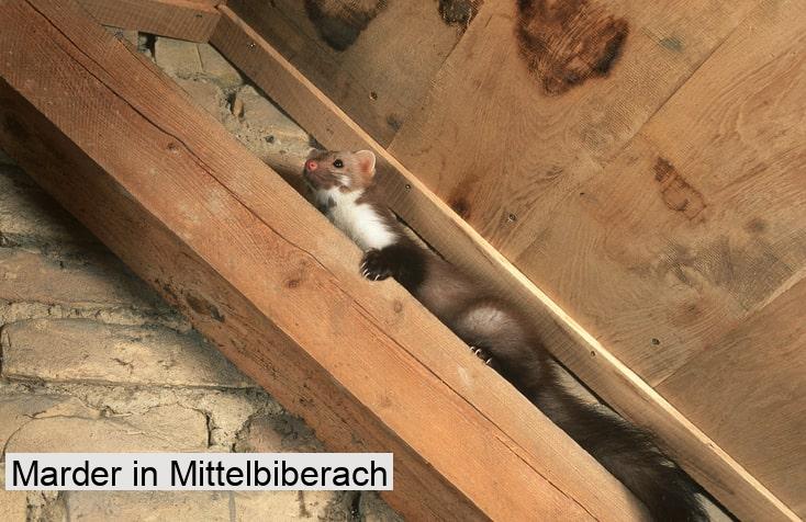 Marder in Mittelbiberach